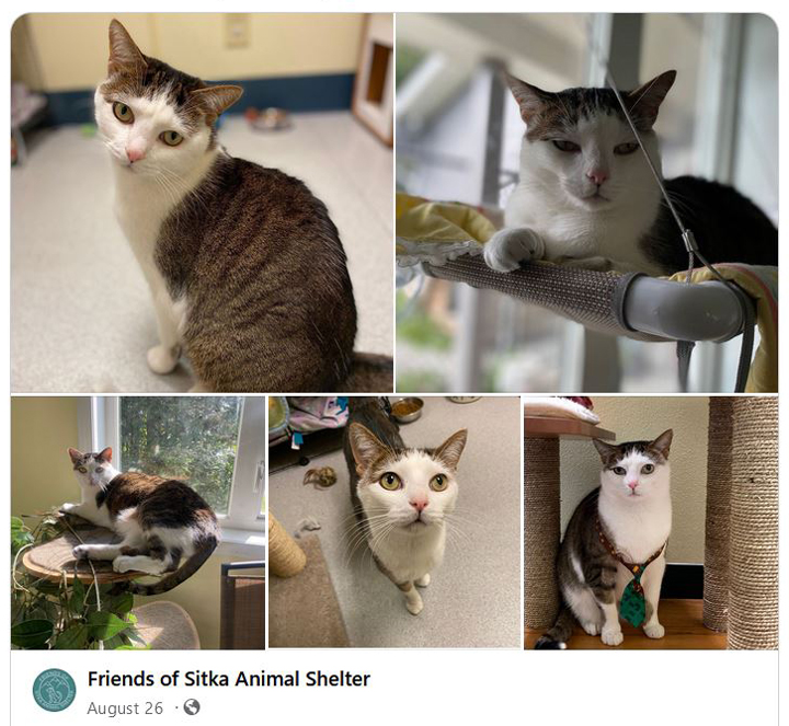 Friends of Sitka Animal cats