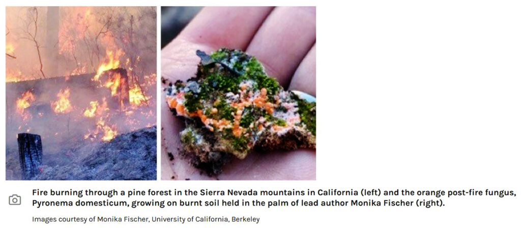 Fungi & fires from energy gov image