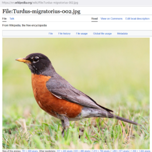 American Robin image from Wiki