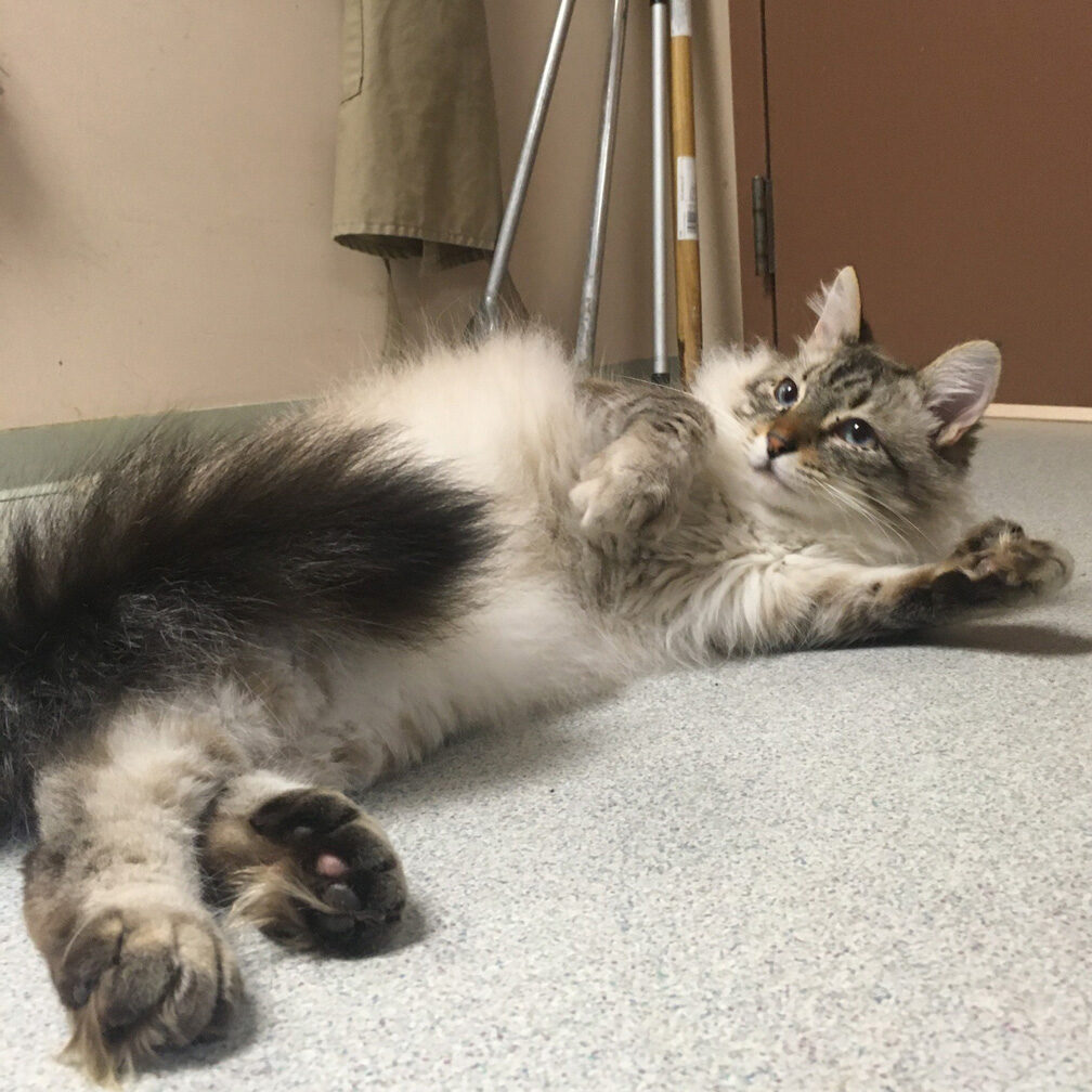 Friends of Sitka Animal Shelter long haired cat