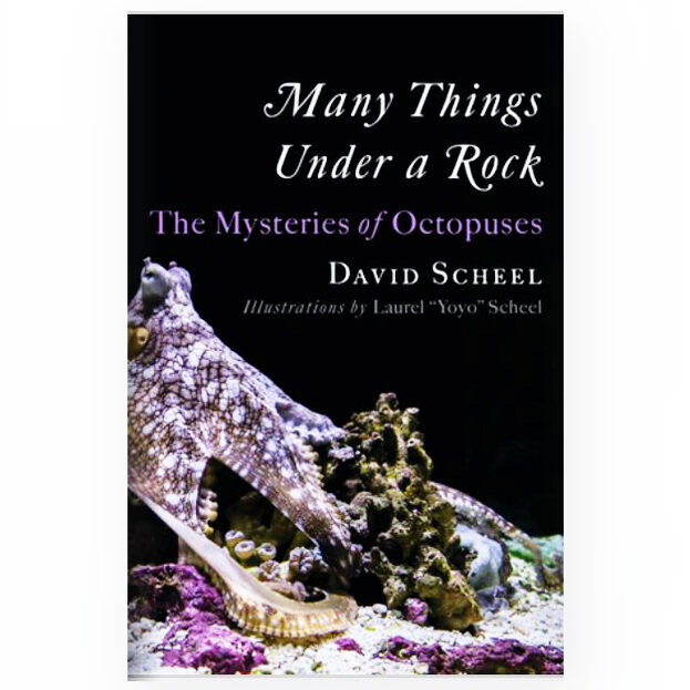 Many Things Under a Rock pub June 2023